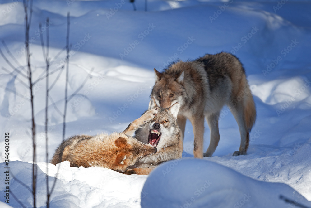 Obraz premium gray wolf, grey wolf, canis lupus