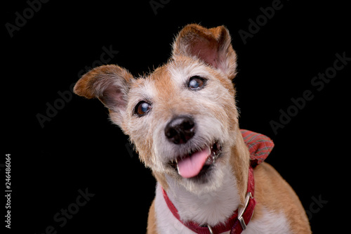 Portrait of an old, adorable Jack Russell terrier