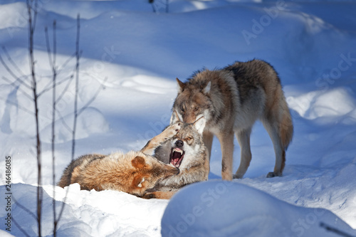 gray wolf, grey wolf, canis lupus