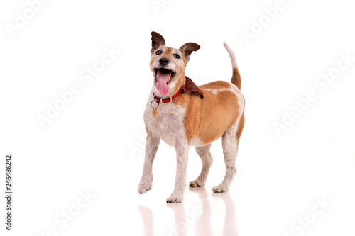 Studio shot of an old  adorable Jack Russell terrier