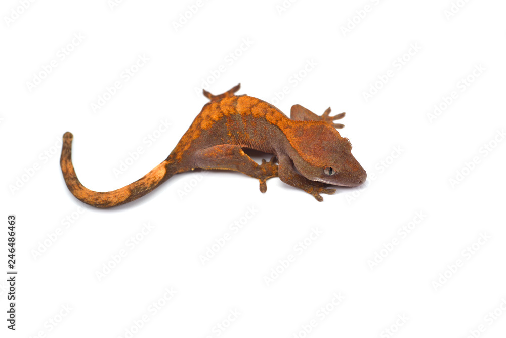 Obraz premium Crested gecko isolated on white background