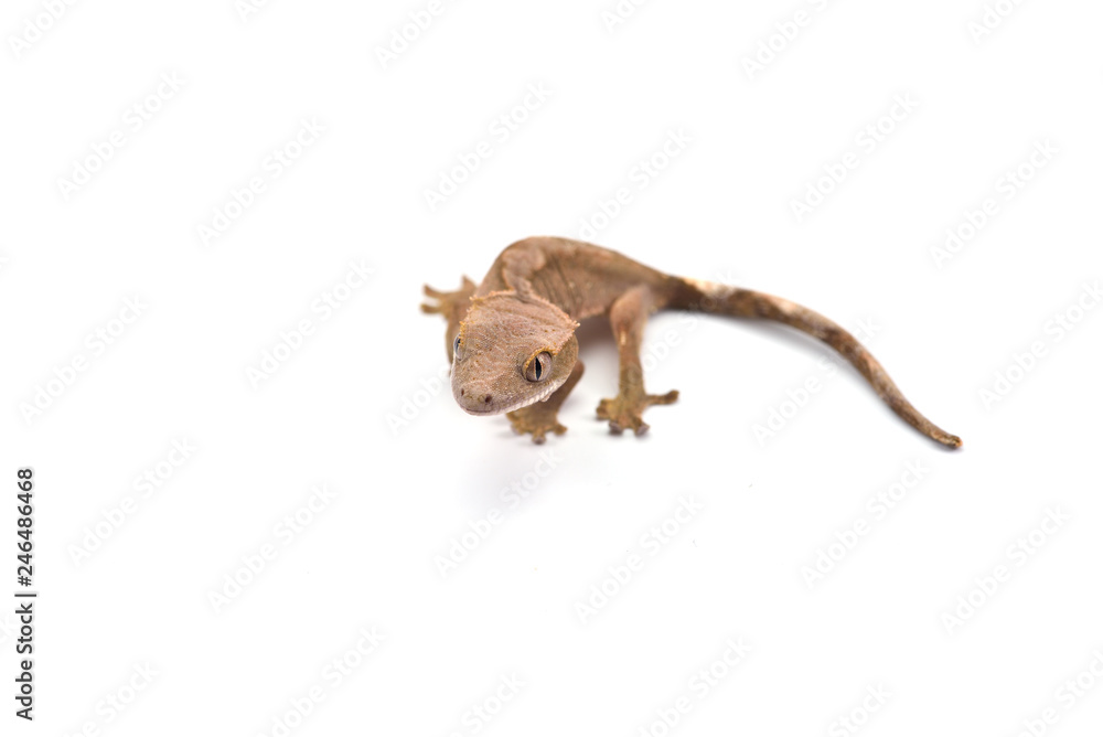 Obraz premium Crested gecko isolated on white background