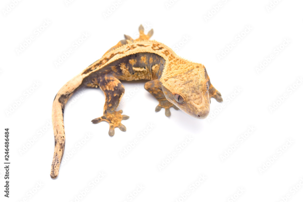 Crested gecko isolated on white background Crested gecko isolated on white background