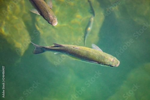 Fish in green clear and turquoise water of atlantic ocean