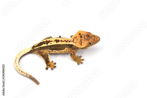 Crested gecko isolated on white background