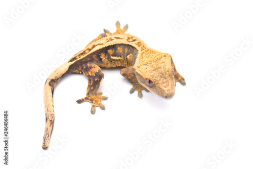 Crested gecko isolated on white background