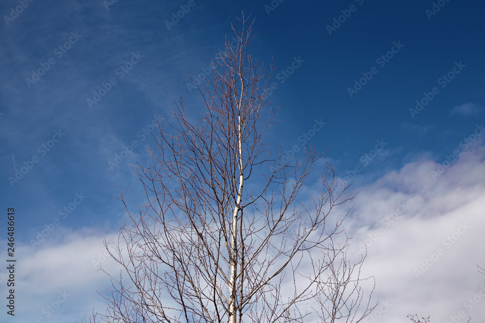 Birch branches, on a blue sky background with some clouds. Birch branches, on a blue sky background with some clouds.