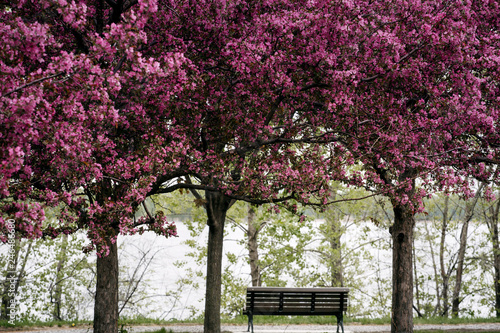 Blooming Cherry Blossoms in the park of Montreal