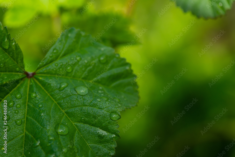 Three quarters of a green leaf with and a green blurred background. Three quarters of a green leaf with and a green blurred background.