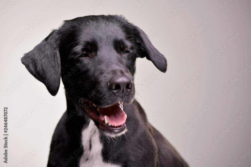 Portrait of an adorable mixed breed dog Portrait of an adorable mixed breed dog