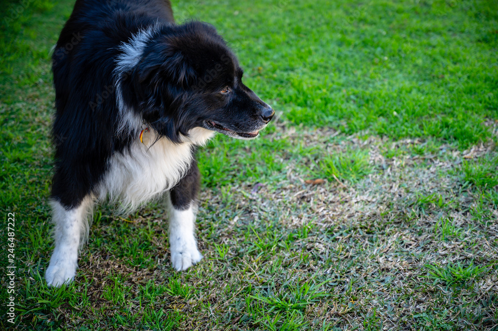 Old black and white dog standing on lawn and looking away.