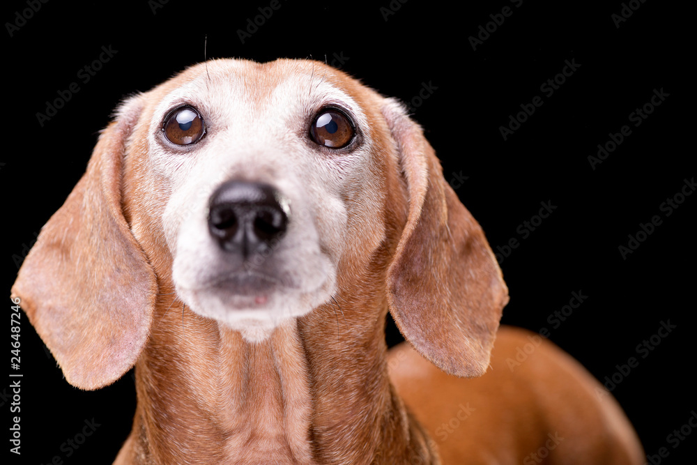 Portrait of an adorable short haired dachshund