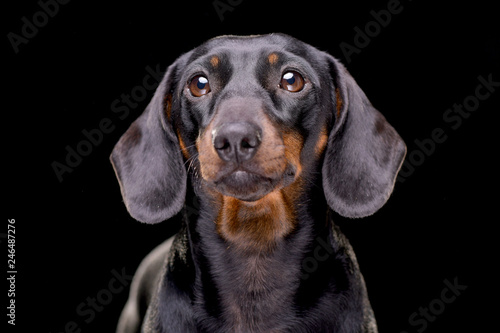 Portrait of an adorable short haired dachshund