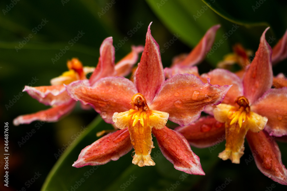Flower Flower