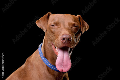 Portrait of an adorable mixed breed dog