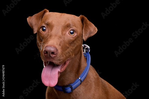 Wallpaper Mural Portrait of an adorable mixed breed dog Torontodigital.ca