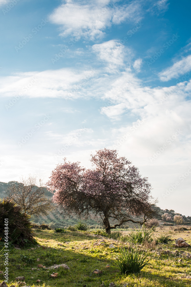 Almendro en flor