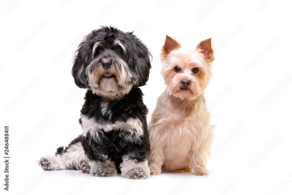 Studio shot of an adorable Bichon havanese and a Yorkshire terrier Studio shot of an adorable Bichon havanese and a Yorkshire terrier