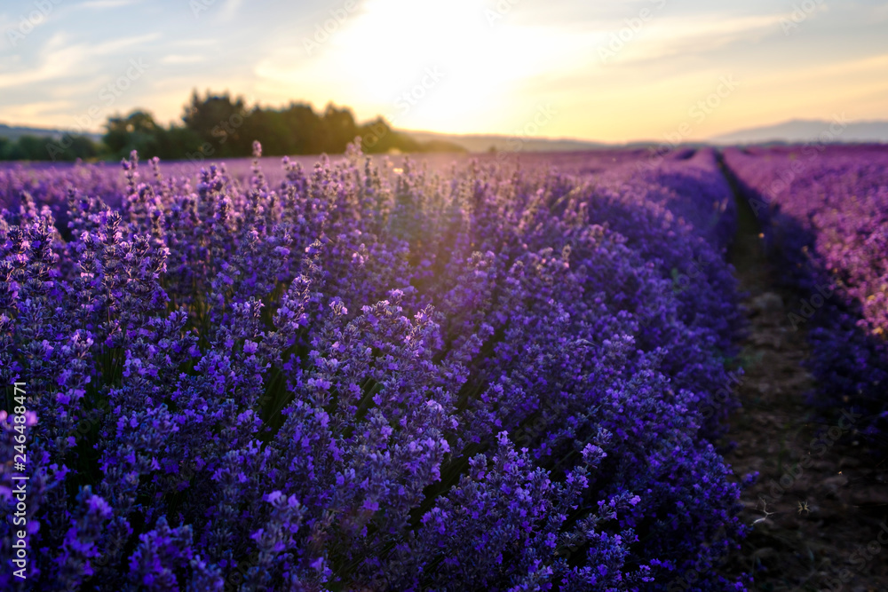 Lavande en Provence, gros plan, coucher de soleil. 