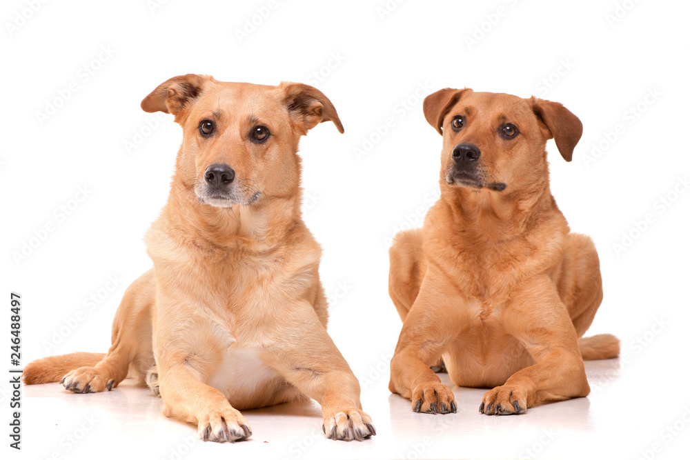 Studio shot of two adorable mixed breed dog Studio shot of two adorable mixed breed dog