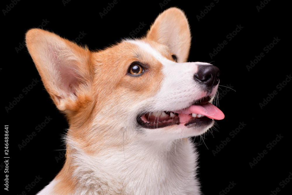Portrait of a young, adorable Corgie - isolated on black Portrait of a young, adorable Corgie - isolated on black
