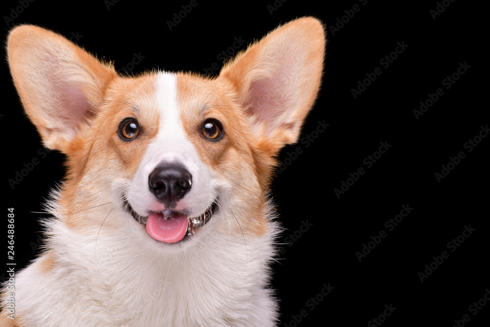 Portrait of a young, adorable Corgie - isolated on black