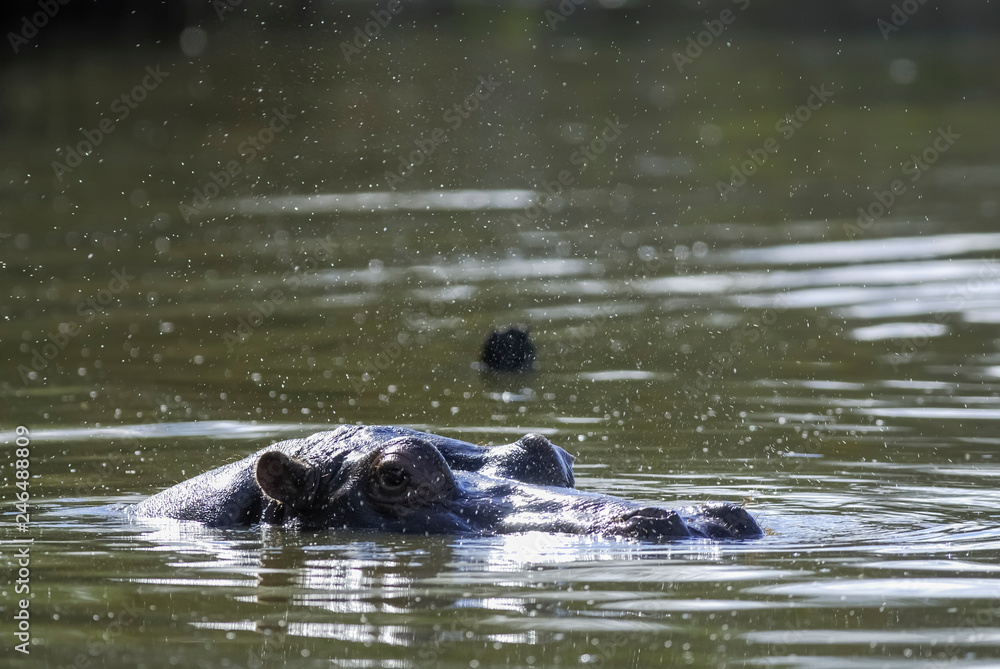 Fototapeta premium African Hippopotamus, South Africa, in forest environment