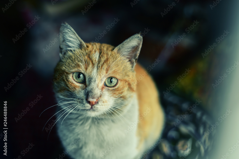 Fototapeta premium portrait of a cat