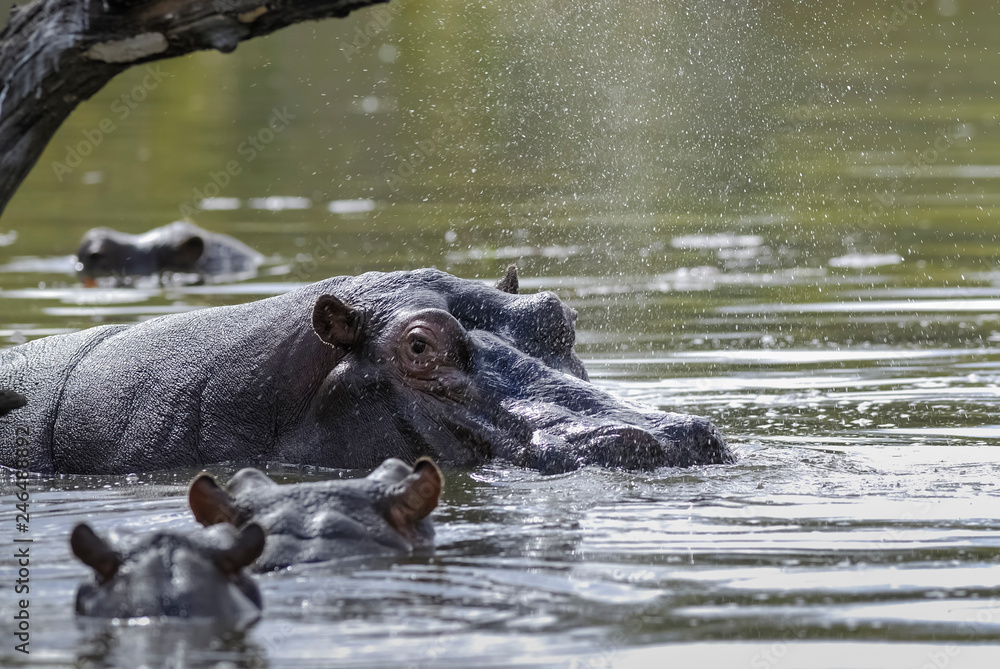 African Hippopotamus, South Africa, in forest environment African Hippopotamus, South Africa, in forest environment