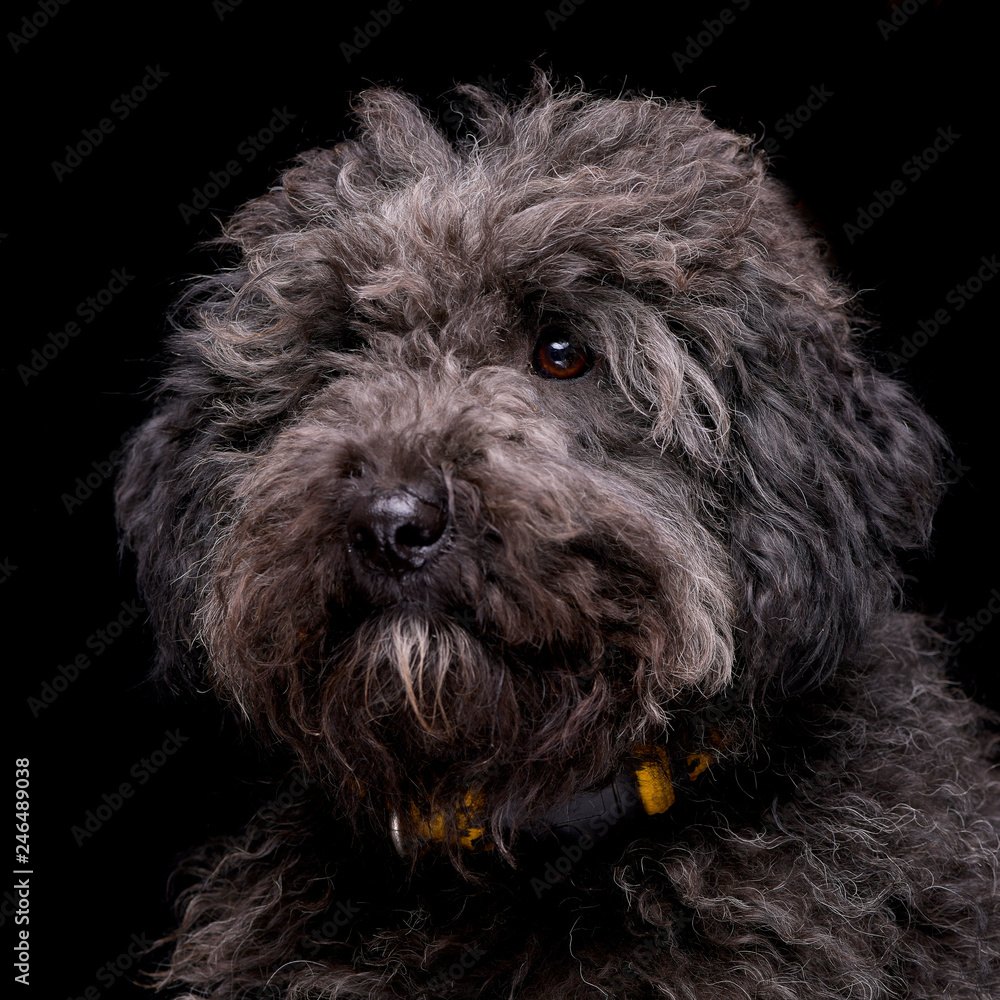 Portrait of an adorable mixed breed dog Portrait of an adorable mixed breed dog
