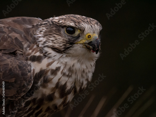 Saker falcon (Falco cherrug) portrait on black background. Saker falcon closeup. Saker falcon face.