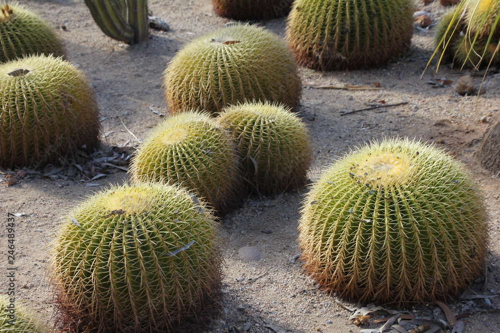 Cacti Cacti