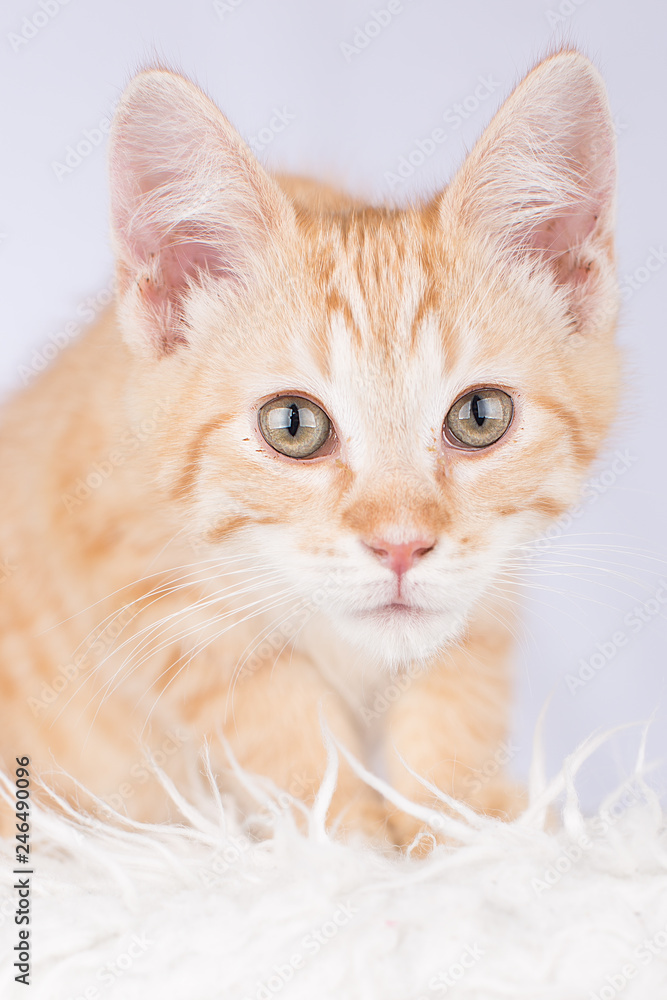 Maine Coon kitten (so cute!) 