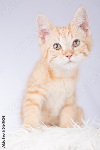 Fototapeta Naklejka Na Ścianę i Meble -  Maine Coon kitten (so cute!) 