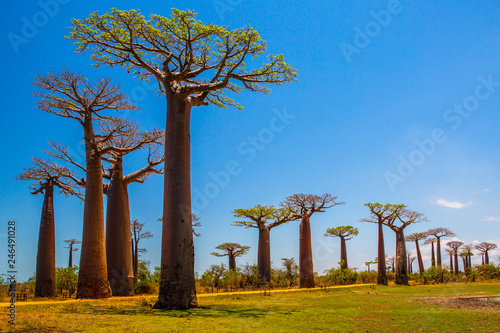 Valokuvatapetti Beautiful Baobab trees at sunset at the avenue of the baobabs in Madagascar
