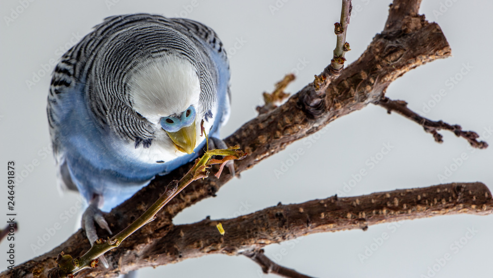Naklejka premium The male budgerigar sits on a tree branch and eats the bark of a tree