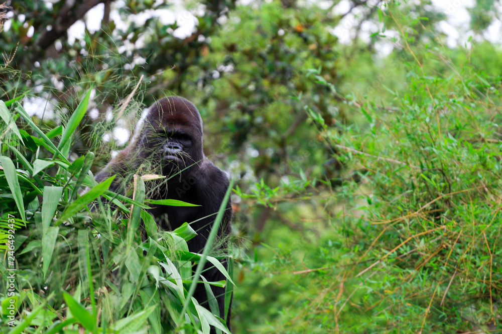 Obraz premium Silverback gorilla Peeking Around the Bush