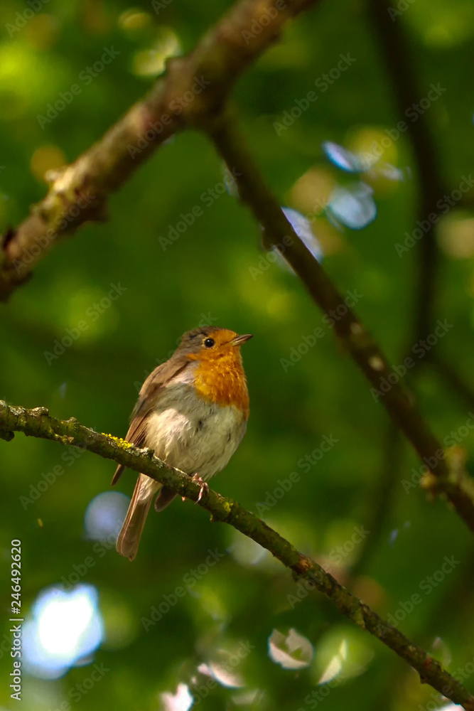 Robins Robins