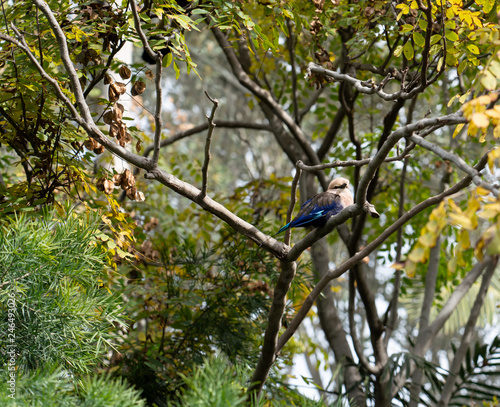 Cute Little Blue Colored Bird in Tree