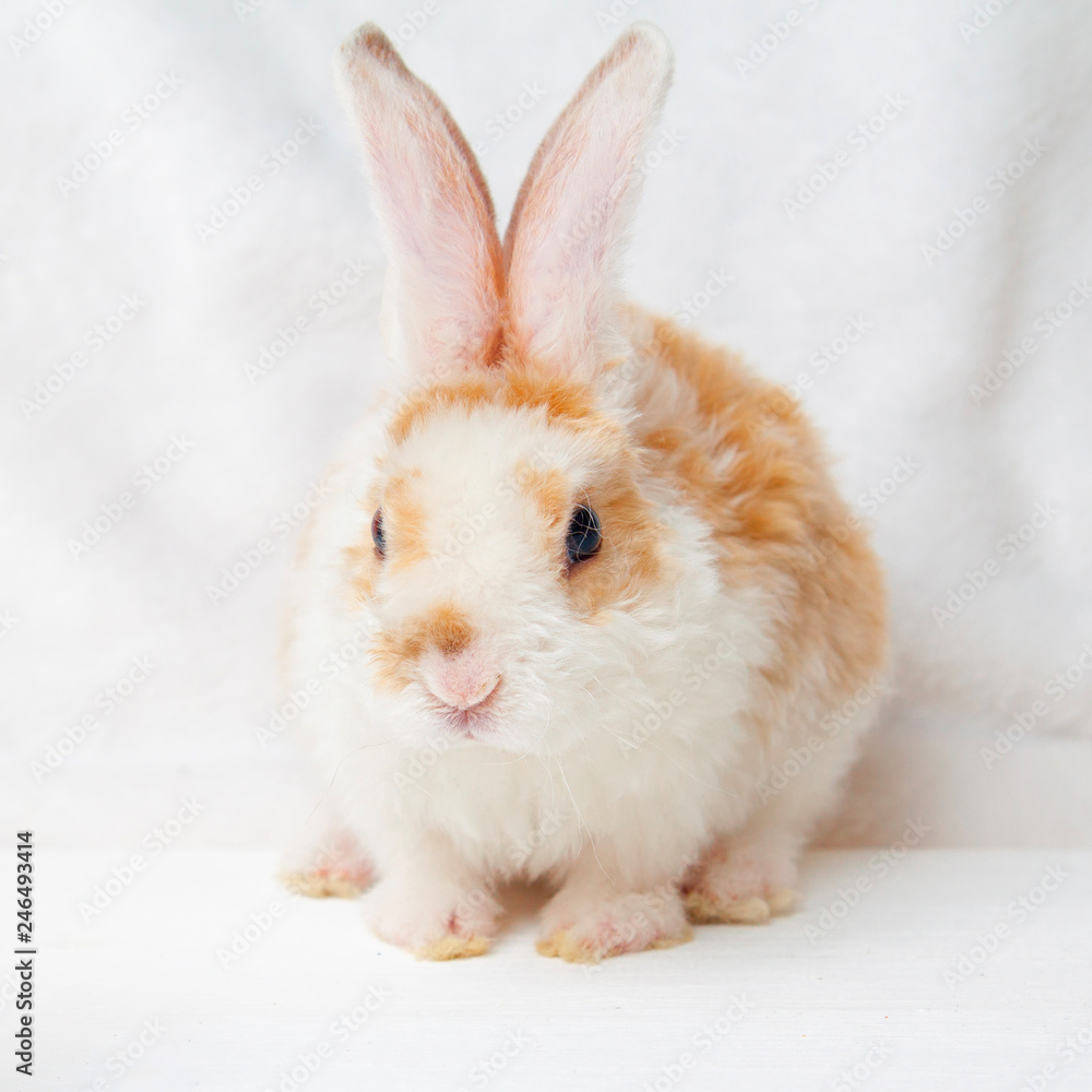 Red bunny rabbit portrait looking frontwise to viewer on white background Red bunny rabbit portrait looking frontwise to viewer on white background