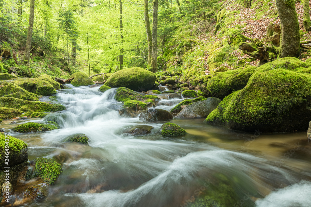 Obraz premium Bach im Frühlingswald