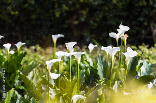 arum fields photo