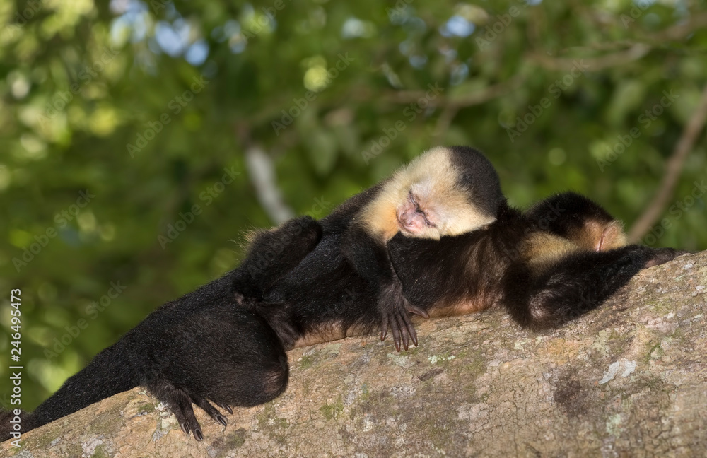 Baby of white-headed capuchin (Cebus imitator) sleeping on its mom back, Costa Rica Baby of white-headed capuchin (Cebus imitator) sleeping on its mom back, Costa Rica