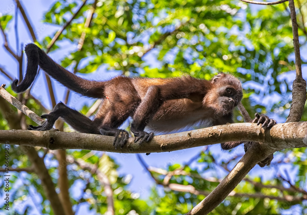 Obraz premium Young mantled howler monkey, Puntarenas, Costa Rica