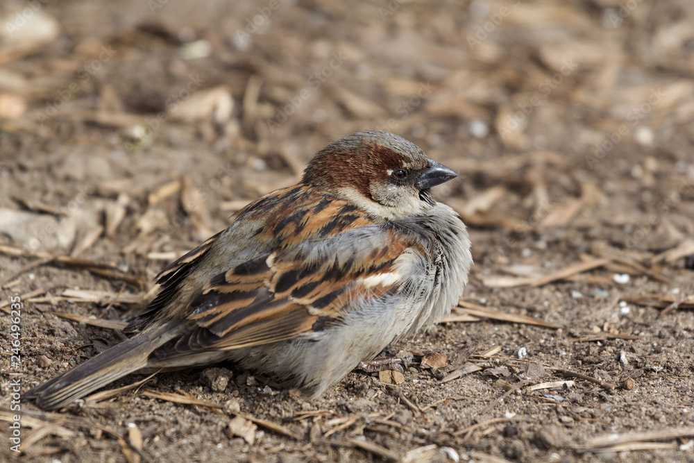 sparrow on fence