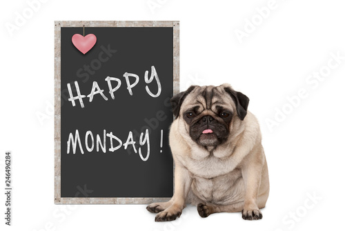Photography cute grumpy pug puppy dog with bad monday morning mood, sitting next to blackboa