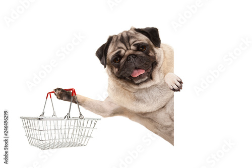 happy smiling pug puppy dog, holding up wire metal shopping basket,behind white banner, isolated