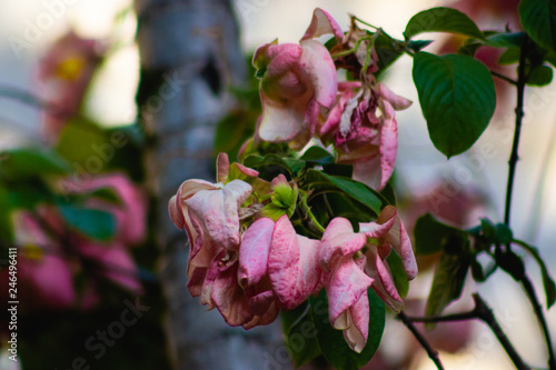 dead roses in the garden