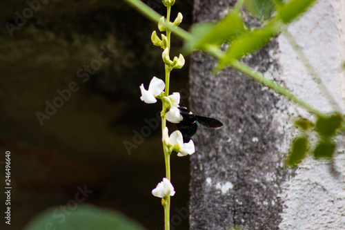 young plant in the garden