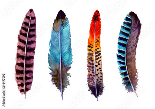 Hand drawn watercolour bird feathers vibrant boho style bright illustration. © Olga